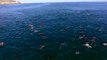 Drone To Dolphins  - Cape Town -   www skyeyedroneworx com