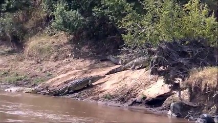 Large male crocodile try to swallow baby hippo - Maasai Mara, Kenya - (Not for the squeamish)