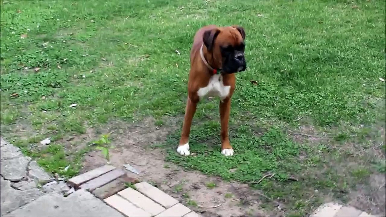 Boxer Dog Bark