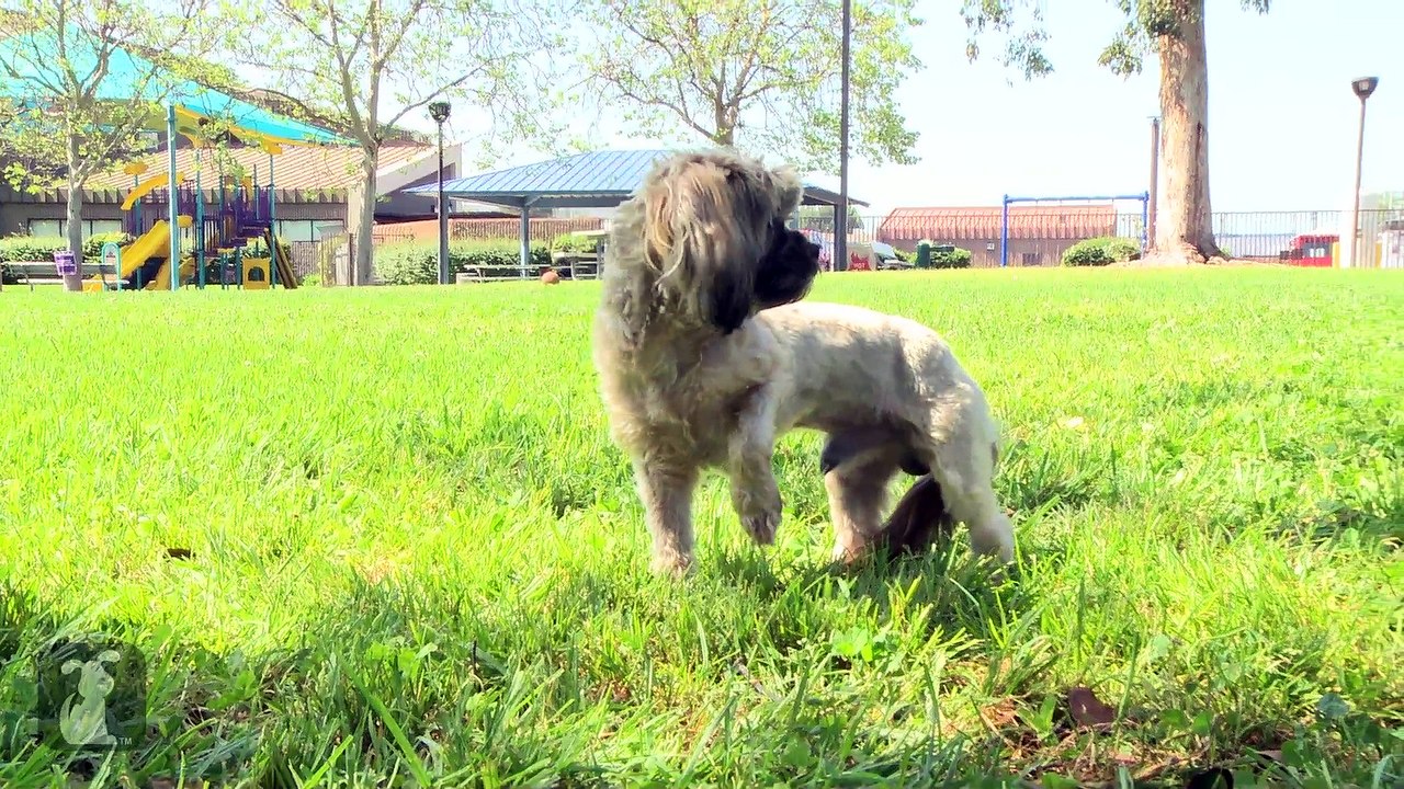 Rescue Dog Gets Mohawk and Transformation Makeover - The Beauty of Pets