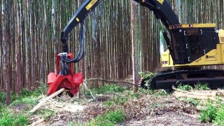 Tigercat cut-to-length harvesting system in eucalyptus