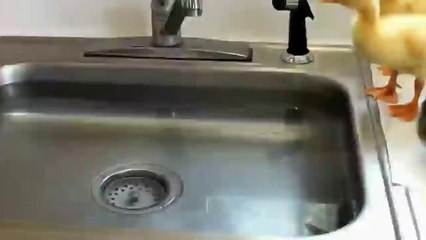 Baby Ducks Diving In The Sink