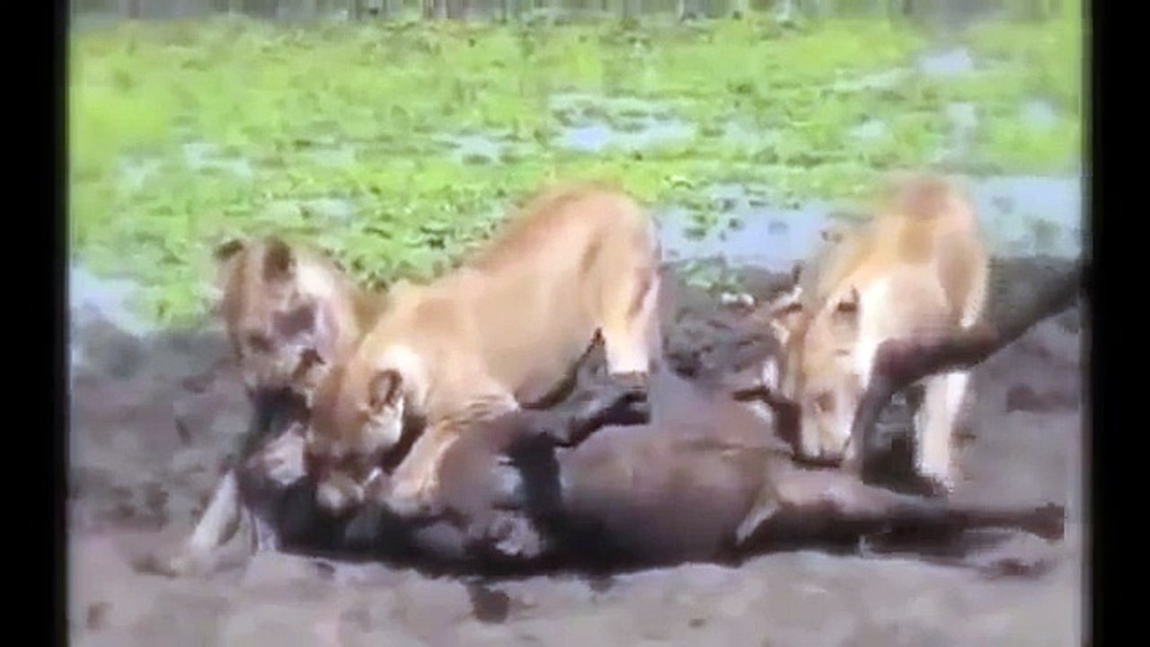 Lion Eating Antelope Testis When It's Alive