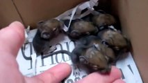 Degu Babies