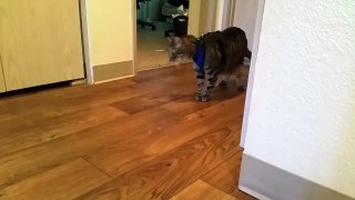 Pathetic Housecat Is So Lazy It Just Gave Up Instead Of Dealing With Harness
