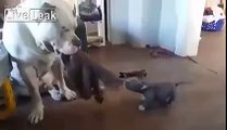 American pitbull terrier cuteness overload!