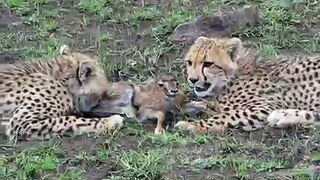 Cheetah cubs nibbling on a baby gazelle (part one)