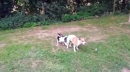 SEX Animal Funny videos Funny Dogs ,Cats    x2ycucp