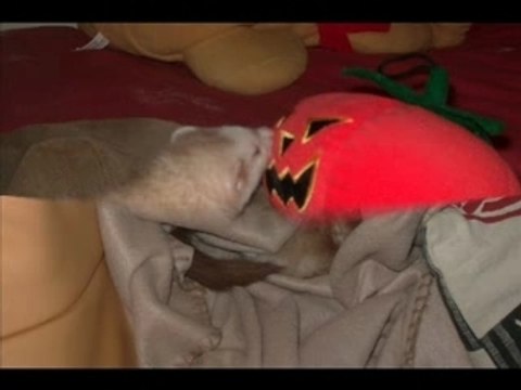 Viens chez moi, j'habite chez mes furets