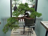 bonsai display and garden at como zoo in minnesota bonsai trees tree juniper fiscus pine
