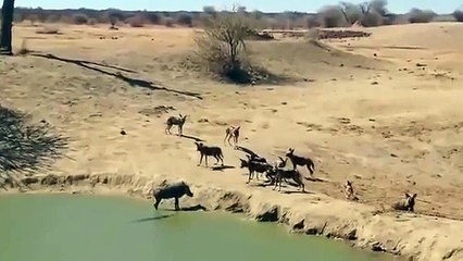 Çakal Sürüsü Ona Saldırmak için Beklerken Bakın kim Kaptı