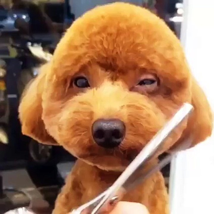 corte de pelo al can