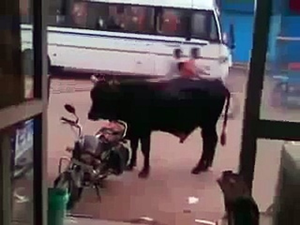 whatsapp videos fuuny cow