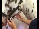 Lymph Nodes and Glands: Physical Examination of the Horse