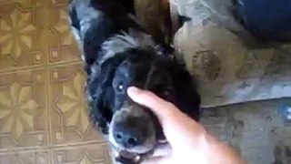 Beatboxing Dog