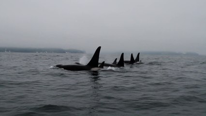 Majestic Orca Pod Captured From Helicopter