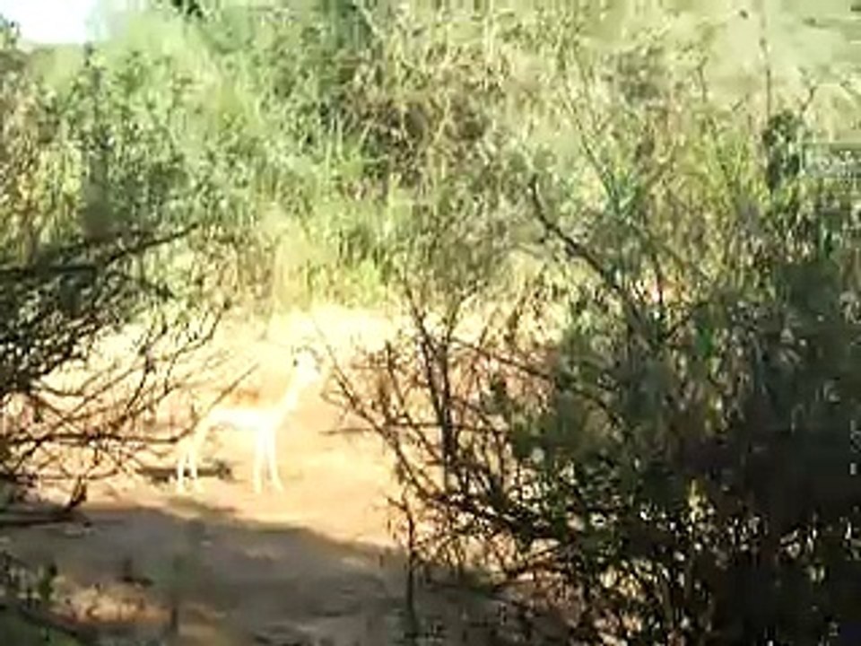 impala running, making noises