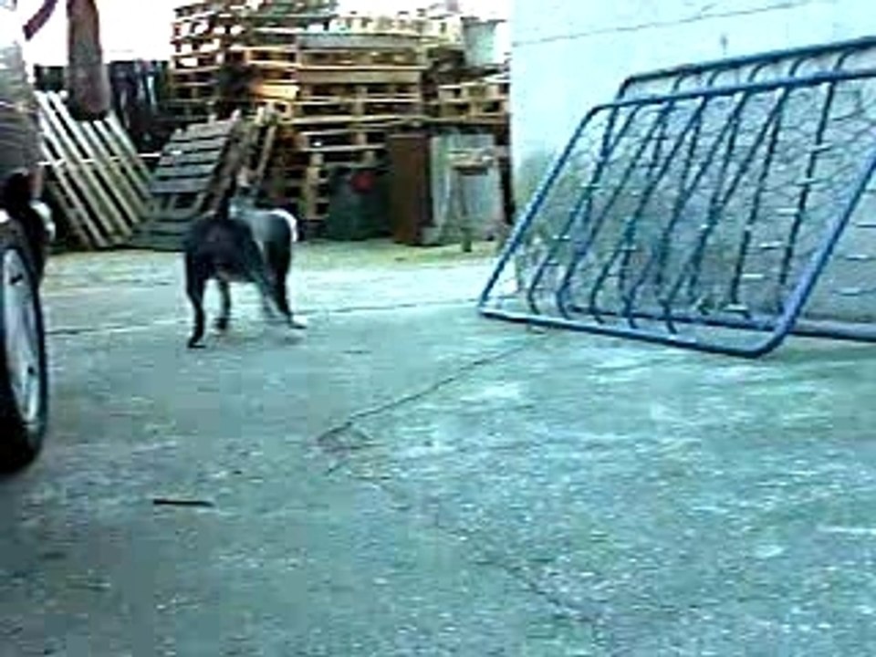VARGAS ET SON NEW JOUJOU EN CORDE 1