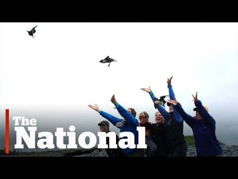 Puffin Patrol | Saving Wayward Puffins