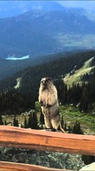 Marmot screaming on Blackcomb Mountain