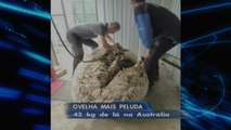 Ovelha bate recorde mundial com mais de 40 kg de lã