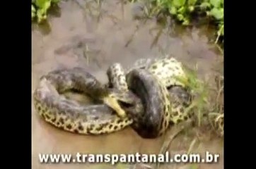 DEADLIEST Wild animal vs WiLd vs pet animel  fights -- FROM A-UFC