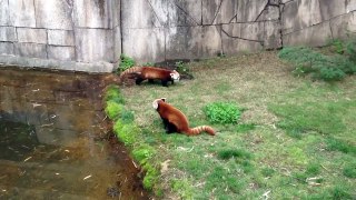 Red Pandas at the Memphis Zoo.