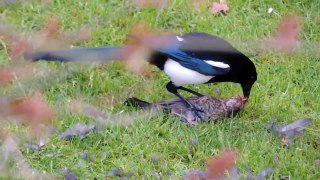 Magpie kills bird