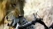 Lion Vs Zebra Fight 2015 | Animal Planet 2015 | Wildlife Documentary | National Geographic