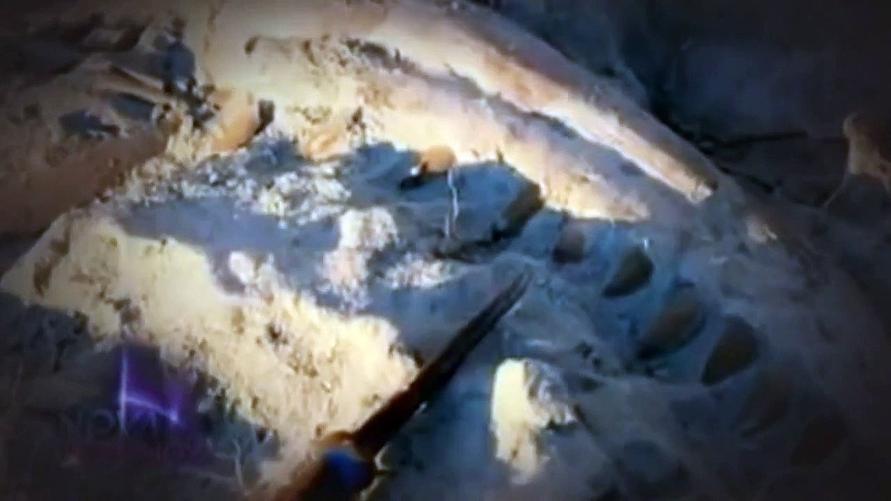 NOVA SCIENCE NOW   TYRANNOSAURUS REX BLOOD   Discovery History Dinosaurs documentary