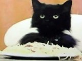 Spaghetti Cat Wants Meatballs