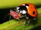 Ladybug Facts For Kids - Cool Ladybug Information And Pictures