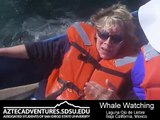 Gray Whales  Laguna Ojo de Liebre, Baja California Sur, Mexico - Aztec Adventures Whale Watching