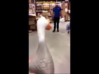 Bağıran Ördek Çılgınlığı Devam Ediyor