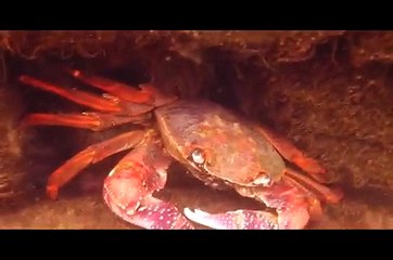 Biologia Marina Montemar (UV)- Marine Biology in Chile