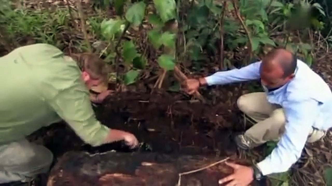 Auf der Suche nach Riesenspinnen - Monster Quest Teil 3/3