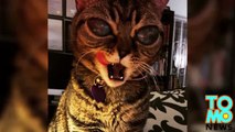'Alien' cat Instagram star suffers from genetic eye disorder   TomoNews