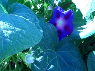 Quelques fleurs . أزهار