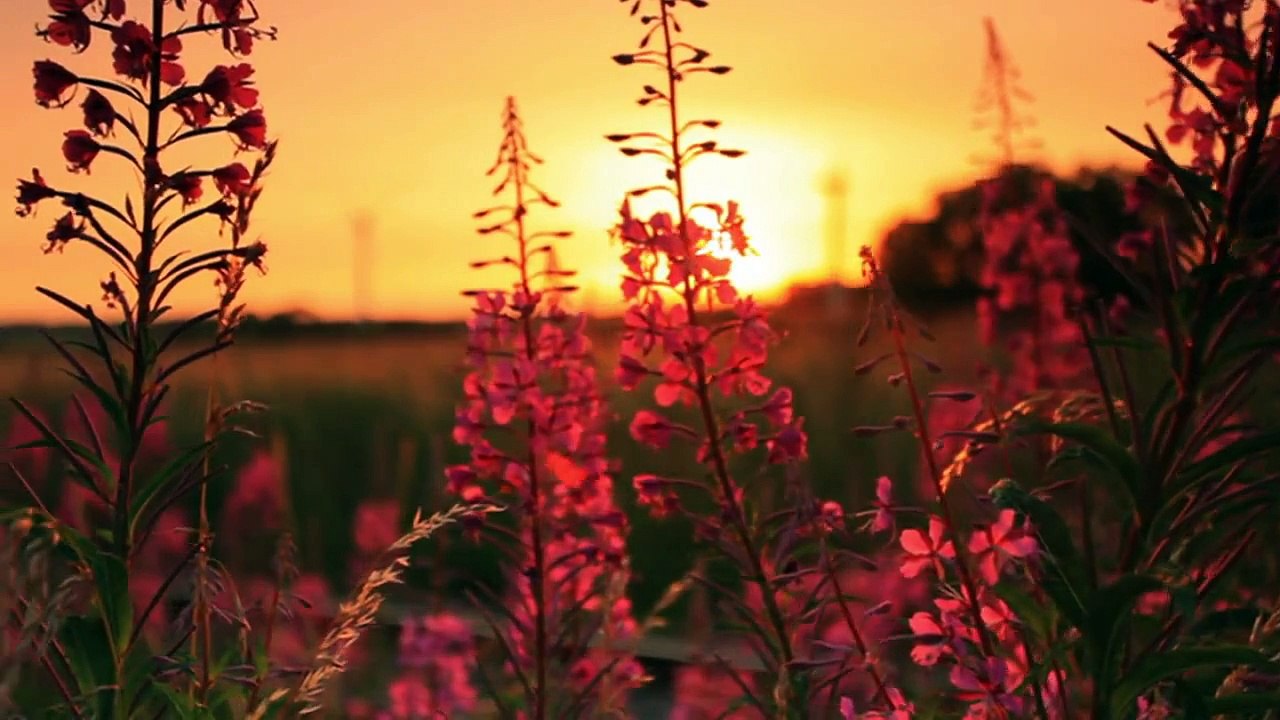 Sunset 5