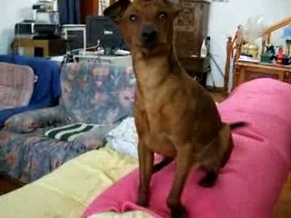 Amiral et l'oreiller  DSCF0954