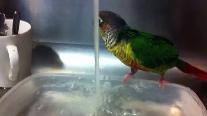 Kuzya the Green Cheek Conure Refuses Bath