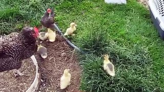 Hen raised ducklings meeting their real family