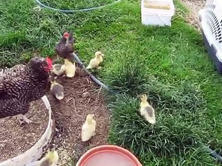 Hen raised ducklings meeting their real family