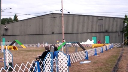 What do you get if you put a Samoyed in agility?