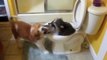 Funny animals Cute Puppy And Raccoon Play In Toilet