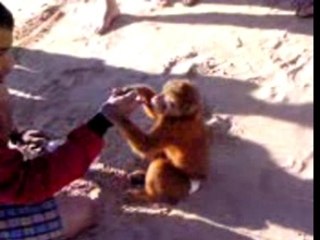 Singe qui danse a agadir