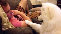 Samoyed puppy hugs #2