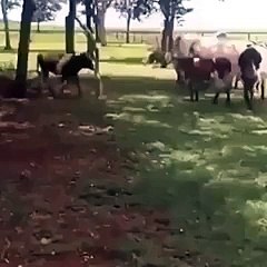giant cow injured by a goat
