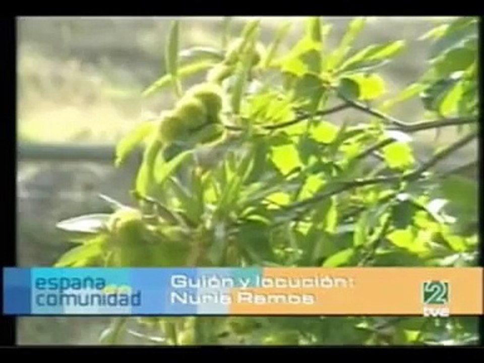 Marron Glace (marron glace)