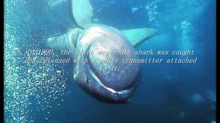 The Megamouth Shark